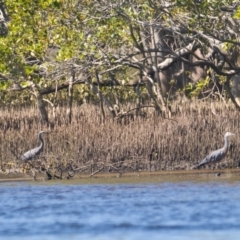 Egretta novaehollandiae (White-faced Heron) at Brunswick Heads, NSW - 12 Nov 2023 by macmad