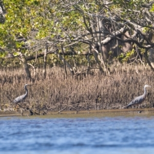 Egretta novaehollandiae at Brunswick Heads, NSW - 12 Nov 2023 03:23 PM