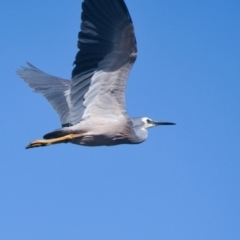 Egretta novaehollandiae at Brunswick Heads, NSW - 12 Nov 2023