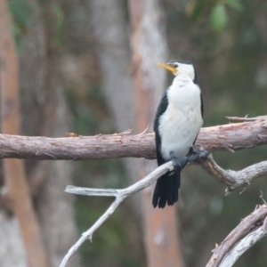 Microcarbo melanoleucos at Brunswick Heads, NSW - 13 Nov 2023 05:04 PM