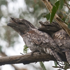 Podargus strigoides at Brunswick Heads, NSW - 13 Nov 2023