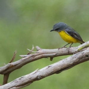 Eopsaltria australis at Brunswick Heads, NSW - 13 Nov 2023