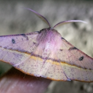 Oenochroma vinaria at Chapman, ACT - 21 Nov 2023