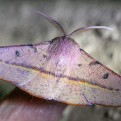 Oenochroma vinaria (Pink-bellied Moth, Hakea Wine Moth) at Chapman, ACT - 21 Nov 2023 by SWishart