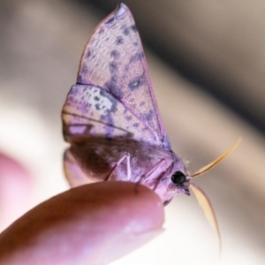 Oenochroma vinaria at Chapman, ACT - 21 Nov 2023 09:12 PM