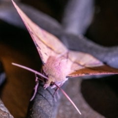 Oenochroma vinaria at Chapman, ACT - 21 Nov 2023