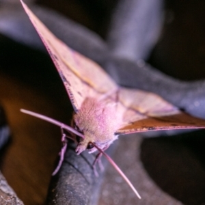 Oenochroma vinaria at Chapman, ACT - 21 Nov 2023