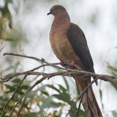 Macropygia phasianella (Brown Cuckoo-dove) at Brunswick Heads, NSW - 13 Nov 2023 by macmad