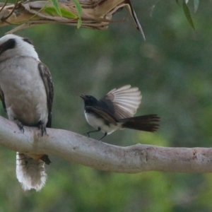 Rhipidura leucophrys at Brunswick Heads, NSW - 13 Nov 2023 06:15 PM