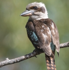 Dacelo novaeguineae (Laughing Kookaburra) at Brunswick Heads, NSW - 14 Nov 2023 by macmad