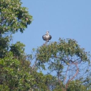 Pandion haliaetus at Brunswick Heads, NSW - suppressed