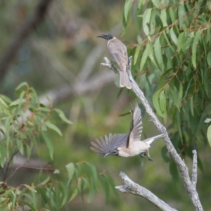 Philemon corniculatus at Brunswick Heads, NSW - 14 Nov 2023 04:53 PM