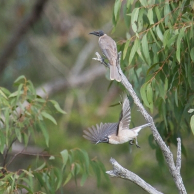 Philemon corniculatus (Noisy Friarbird) at Brunswick Heads, NSW - 14 Nov 2023 by macmad