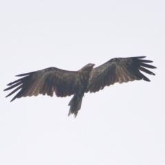 Haliastur sphenurus at Brunswick Heads, NSW - 14 Nov 2023