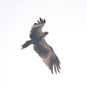 Haliastur sphenurus at Brunswick Heads, NSW - 14 Nov 2023