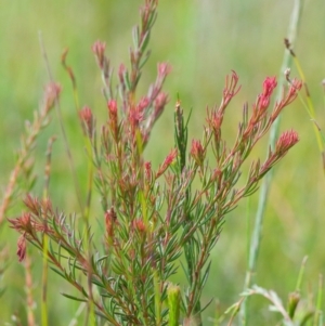 Boronia falcifolia at Brunswick Heads, NSW - 14 Nov 2023