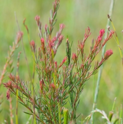 Boronia falcifolia (Wallum Boronia) at Brunswick Heads, NSW - 14 Nov 2023 by macmad