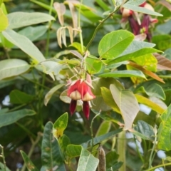 Kennedia rubicunda (Dusky Coral Pea) at Brunswick Heads, NSW - 14 Nov 2023 by macmad