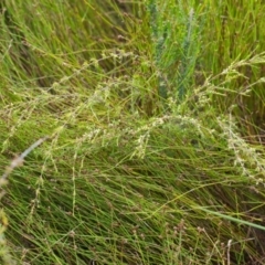 Unidentified Other Shrub at Brunswick Heads, NSW - 14 Nov 2023 by macmad