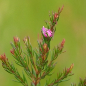 Boronia falcifolia at Brunswick Heads, NSW - 14 Nov 2023 05:12 PM