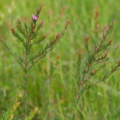 Boronia falcifolia at Brunswick Heads, NSW - 14 Nov 2023