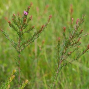 Boronia falcifolia at Brunswick Heads, NSW - 14 Nov 2023