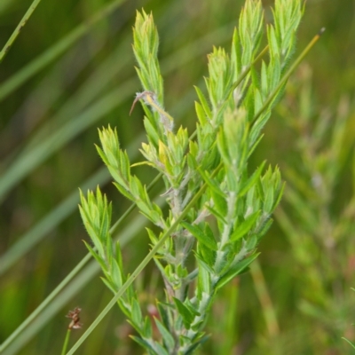 Aotus ericoides at Brunswick Heads, NSW - 14 Nov 2023 by macmad