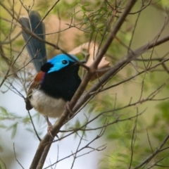 Malurus lamberti (Variegated Fairywren) at Brunswick Heads, NSW - 15 Nov 2023 by macmad