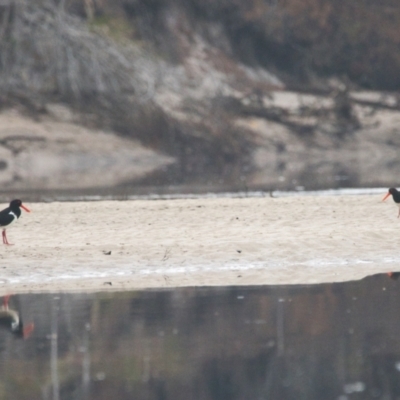 Haematopus longirostris (Australian Pied Oystercatcher) at Brunswick Heads, NSW - 16 Nov 2023 by macmad