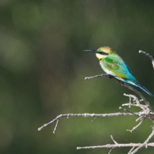 Merops ornatus at Brunswick Heads, NSW - 16 Nov 2023