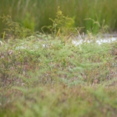 Burhinus grallarius (Bush Stone-curlew) at Brunswick Heads, NSW - 19 Nov 2023 by macmad