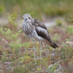 Burhinus grallarius at Brunswick Heads, NSW - 19 Nov 2023