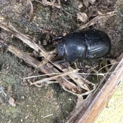Heteronychus arator (African black beetle) at Kangaroo Valley, NSW - 25 Nov 2023 by lbradley