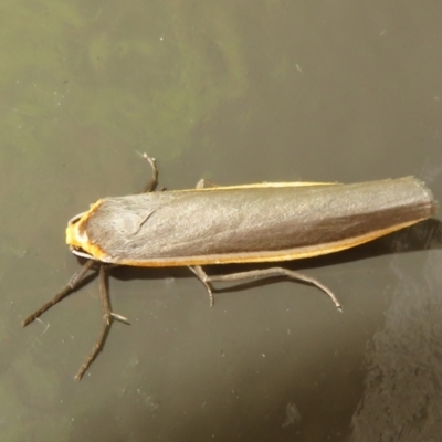 Palaeosia bicosta (Two-ribbed Footman) at ANBG - 23 Nov 2023 by Christine