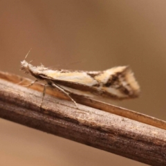 Thema macroscia (A concealer moth) at Canberra Central, ACT - 23 Nov 2023 by ConBoekel