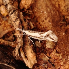 Thema macroscia (A concealer moth) at Black Mountain - 23 Nov 2023 by ConBoekel