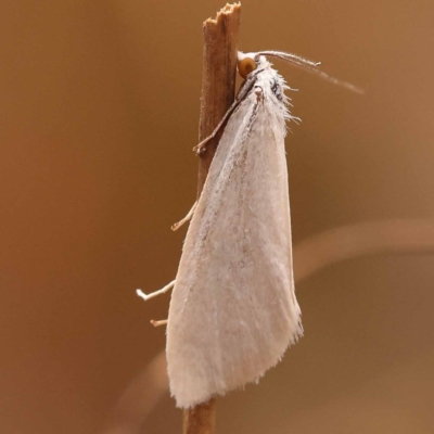 Tipanaea patulella (A Crambid moth) at Black Mountain - 23 Nov 2023 by ConBoekel