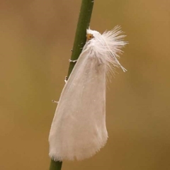 Tipanaea patulella (The White Crambid moth) at Black Mountain - 23 Nov 2023 by ConBoekel