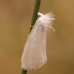 Tipanaea patulella (A Crambid moth) at Canberra Central, ACT - 23 Nov 2023 by ConBoekel