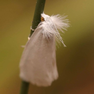 Tipanaea patulella at Black Mountain - 23 Nov 2023