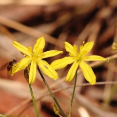 Tricoryne elatior (Yellow Rush Lily) at Caladenia Forest, O'Connor - 23 Nov 2023 by ConBoekel