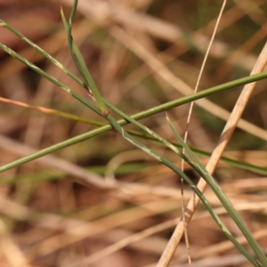 Tricoryne elatior at Caladenia Forest, O'Connor - 23 Nov 2023 12:53 PM