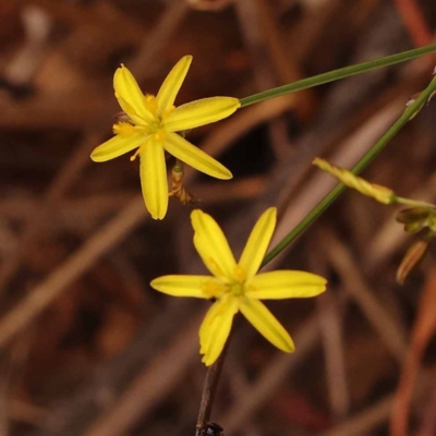 Tricoryne elatior (Yellow Rush Lily) at Canberra Central, ACT - 23 Nov 2023 by ConBoekel