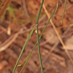 Tricoryne elatior at Canberra Central, ACT - 23 Nov 2023