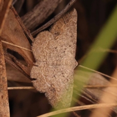 Taxeotis perlinearia (Spring Taxeotis) at Black Mountain - 23 Nov 2023 by ConBoekel