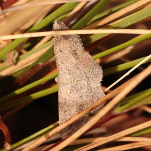 Taxeotis perlinearia at Caladenia Forest, O'Connor - 23 Nov 2023