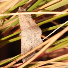 Taxeotis perlinearia at Caladenia Forest, O'Connor - 23 Nov 2023 12:52 PM