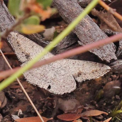 Taxeotis intermixtaria (Dark-edged Taxeotis) at Black Mountain - 23 Nov 2023 by ConBoekel