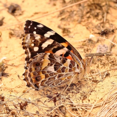 Vanessa kershawi (Australian Painted Lady) at Black Mountain - 23 Nov 2023 by ConBoekel