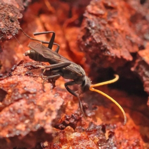 Fabriogenia sp. (genus) at Black Mountain - 23 Nov 2023